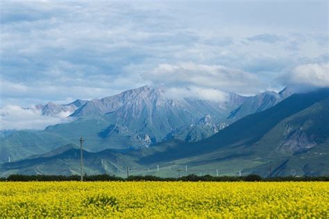门源油菜花位于青海省海北藏族自治州的门源县，是青海省及西北地区的主要油料产区，由此，这里的油菜花也成为了一种美丽而蔚为壮观的人造景观 ...