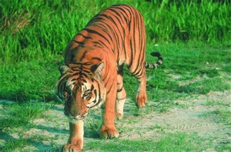 Nameri National Park Tezpur, Accommodation in Nameri National Park