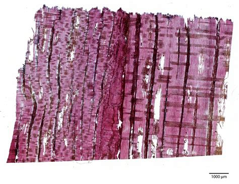 Aquilaria sinensis (Lour.) Spreng. | Plants of the World Online | Kew ...