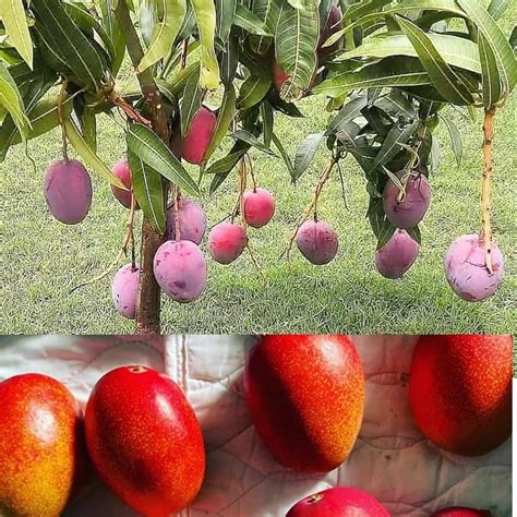 Miyazaki Mango Plant Hybrid And Grafted Plant | Plant Hight 1-2 Fit ...