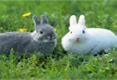 Image result for White Bunny Rabbit Animal