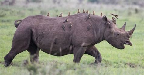 Nature's Security System: Birds Ride On Rhino’s Back, Warning If They ...