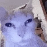 Image result for Mern Stack Developer GIF