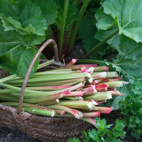 Full Season Rhubarb Collection – Roots Plants