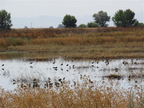Wetland Report: Merced National Wildlife Refuge