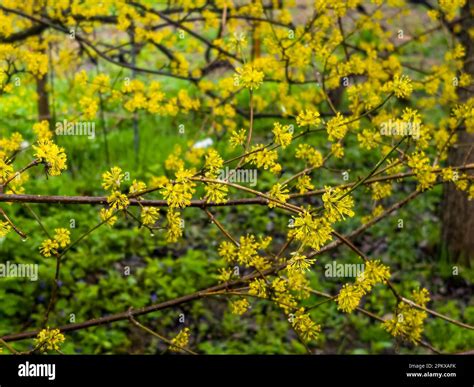 Branches with flowers of European Cornel Cornus mas in early spring ...