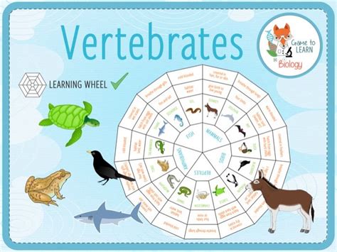 Image result for Classification Key Vertebrates KS2