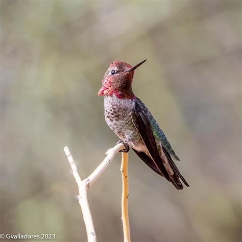 Hummingbird at Moon Valley Park in Phoenix : r/phoenix