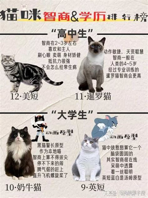 世界上智商最高的猫十大排名，猫的智商排行