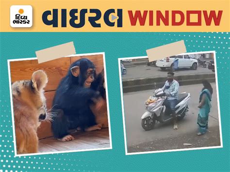 A baby chimpanzee and a tiger cub play together and pamper each other ...