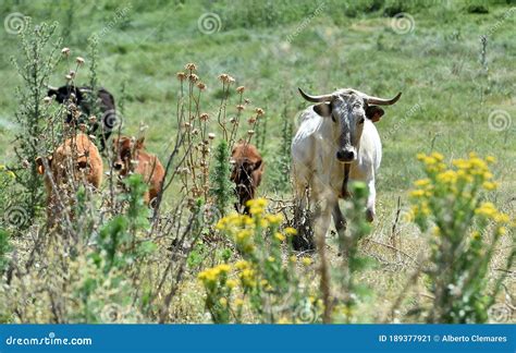 A Group of Buills on the Spanish Cattle Farm Stock Image - Image of ...