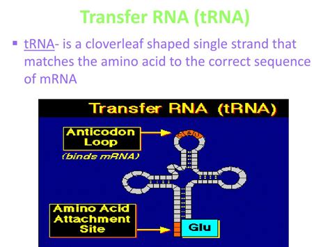 Image result for RNA Structure and Function