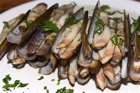 Image result for Razor Shellfishing