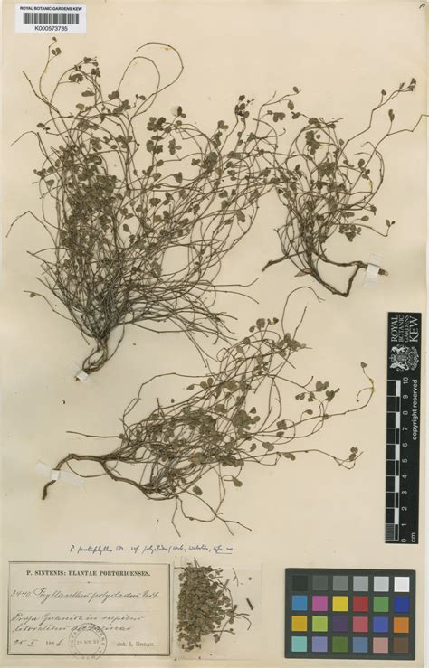 Phyllanthus pentaphyllus subsp. polycladus (Urb.) G.L.Webster | Plants ...