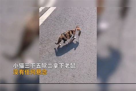 男子把捕来的老鼠给怀孕的流浪猫“加餐”，打开笼子上演追逐战！_笼子_老鼠_男子