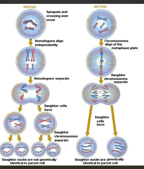 Explain the all types of Cell division with picture..Why cell division ...