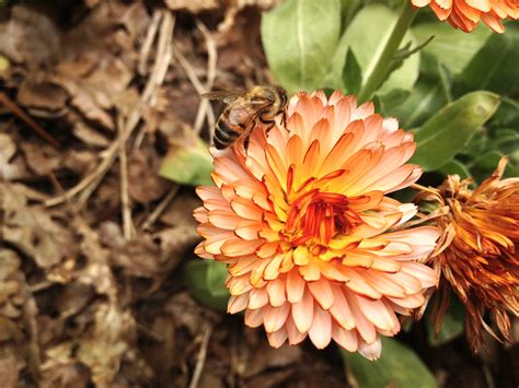 Melissa Bees » IMG_1351