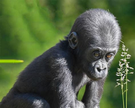 Seasonal Guide - Detroit Zoo