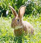 Image result for Small Wild Rabbit
