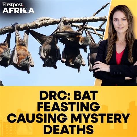DR Congo: Bat Feasting Causing Mystery Deaths | Firstpost Africa ...