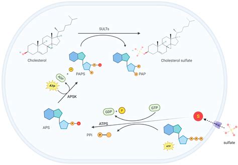 Cholesterol Sulfate: Pathophysiological Implications and Potential ...