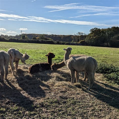 PETERLEY MANOR FARM - All You Need to Know BEFORE You Go 2026 (with ...