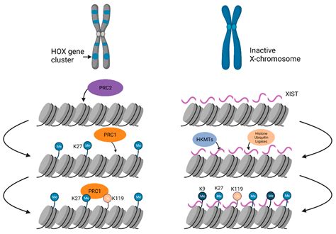 Molecular Complexes at Euchromatin, Heterochromatin and Centromeric ...