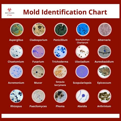 Identifying Mold Types and Symptoms in Utah Homes
