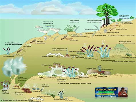 SONU ACADEMY: MIXOTROPHIC NUTRITION-TEXT