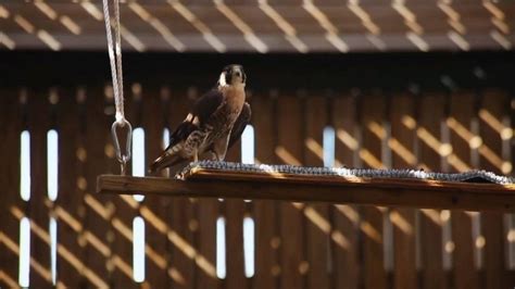 Lone Star Law: Back in the Wild