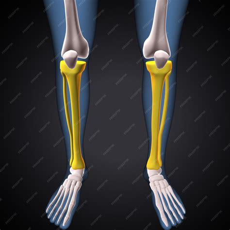 Esqueleto humano anatomía de los huesos de la rodilla de la pierna ...