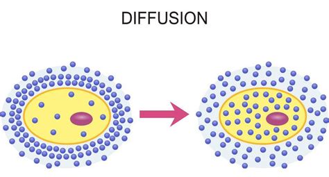 Examples of Diffusion in Cells 的图像结果