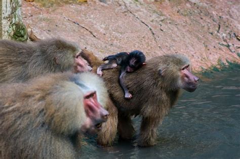 Family hamadryas baboon with little cub | Premium Photo