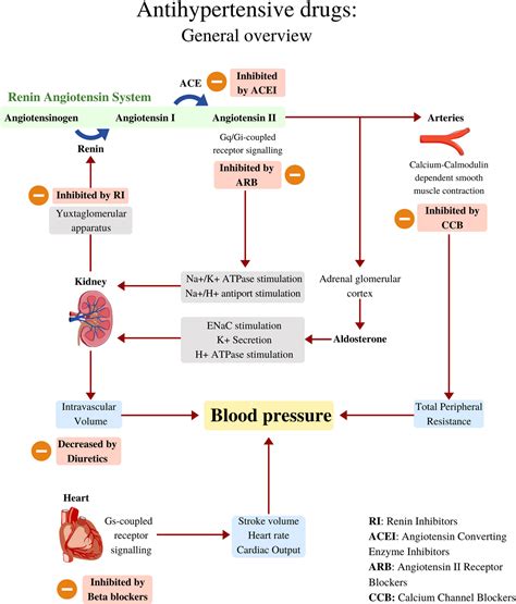 Vasodilators Mechanism Of Action In Hypertension at Andrew Mckeown blog