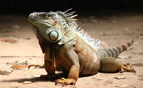 Iguana Attack 的图像结果