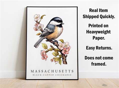 Black Capped Chickadee, the State Bird of Massachusetts, Poster Print ...