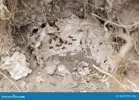 Wasp Nest Bees in Ground Soil Underground Hole Stock Photo - Image of ...
