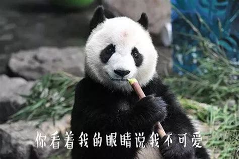 Panda|Панда - Coub - The Biggest Video Meme Platform