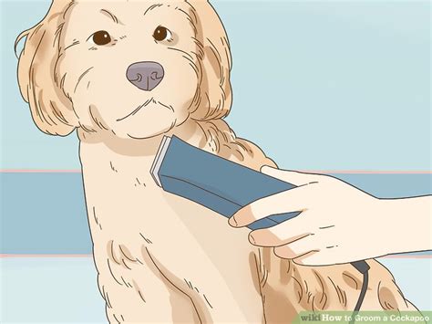 Image result for Groom Cockapoo Feet