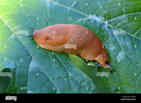 Image result for Alien Slug Possesses Women