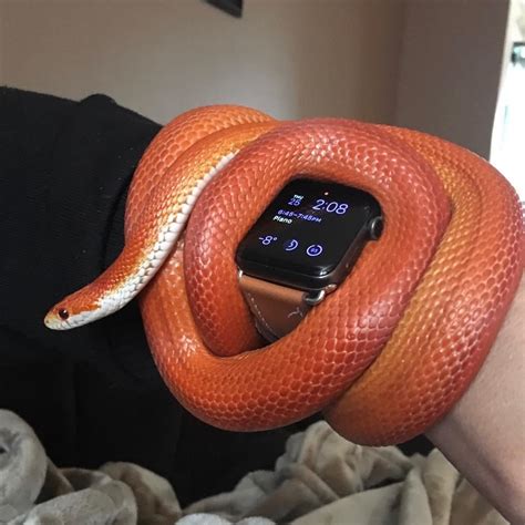 Bioactive corn snake enclosure : r/Reptileenclosures