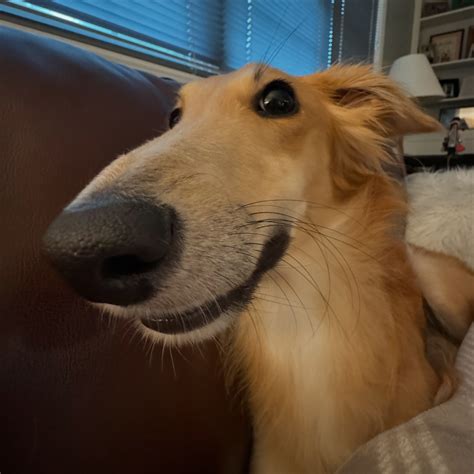 Image result for Dramatic Gopher