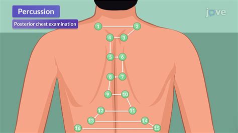 Video: Physical Assessment of the Respiratory Tract III: Percussion