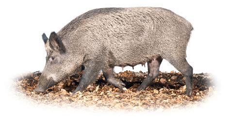 Omnivore Teeth Pictures