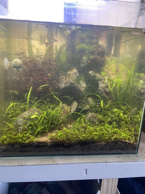 How to Test Wood for Aquariums 的图像结果