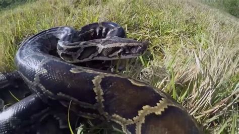 Florida Python Attacks 的图像结果