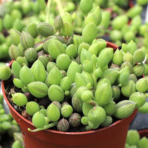 Senecio herreanus - String of Watermelons | MCG™