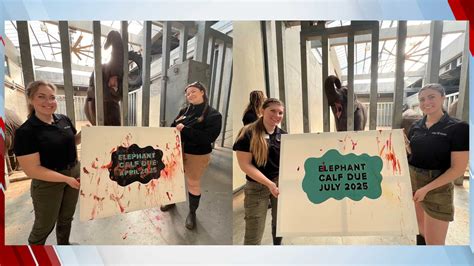 OKC Zoo Announces Two Pregnant Endangered Asian Elephants