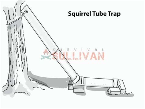 Image result for PVC Squirrel Trap