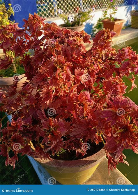 Coleus Perennial Herbs Plant Stock Photo - Image of produce, deciduous ...